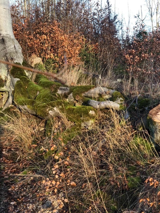 Am Mathildenbrunnen Klein Διαμέρισμα Quedlinburg Εξωτερικό φωτογραφία